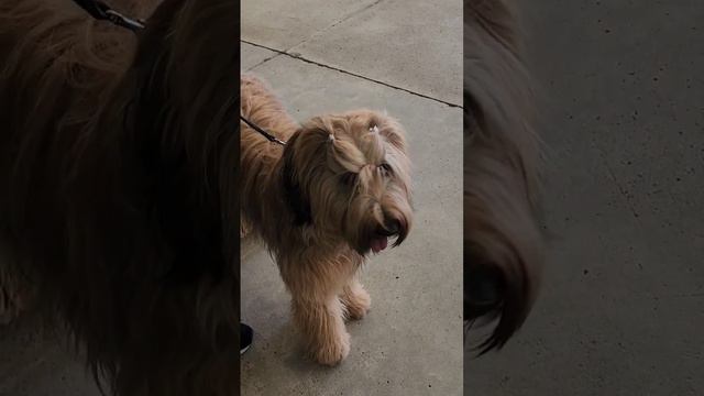 Look at this Briard puppy. #briard #furbaby #puppy #caninetoequine смотреть онлайн