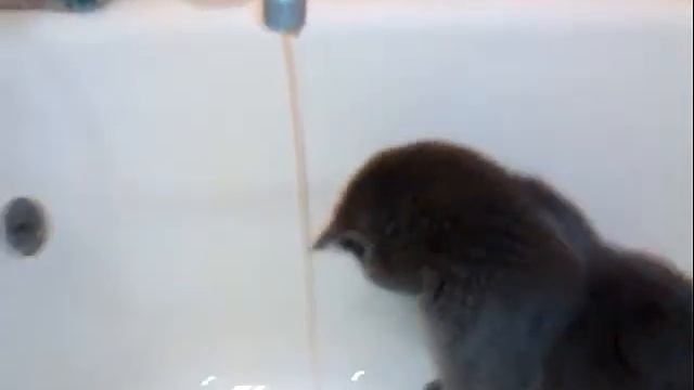 кот британец пьёт воду из крана смотреть онлайн