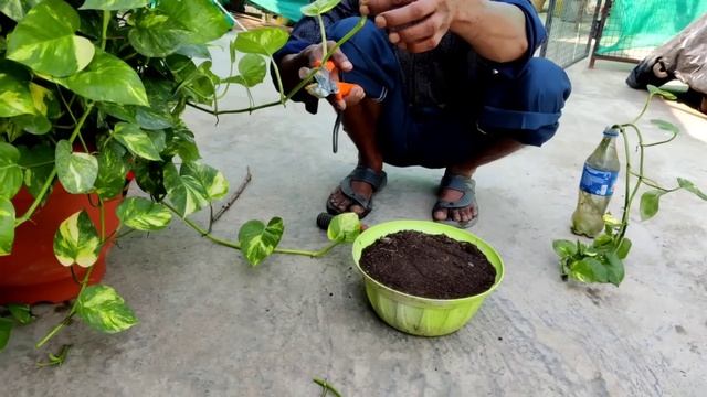 Money plant में डालो ये ₹2 की चीज हरयाली रोक नहीं पाओगे смотреть онлайн