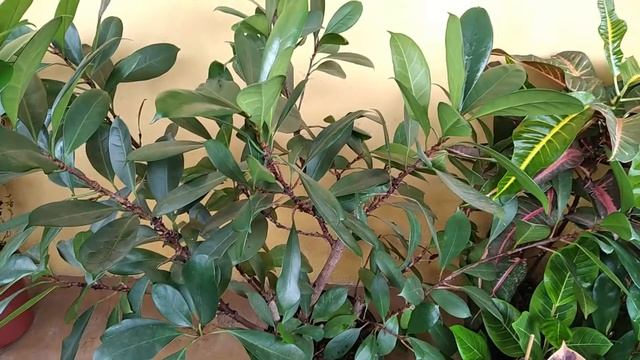 Ficus Cyathistipula (Figueira Africana) | Planta De Interior!