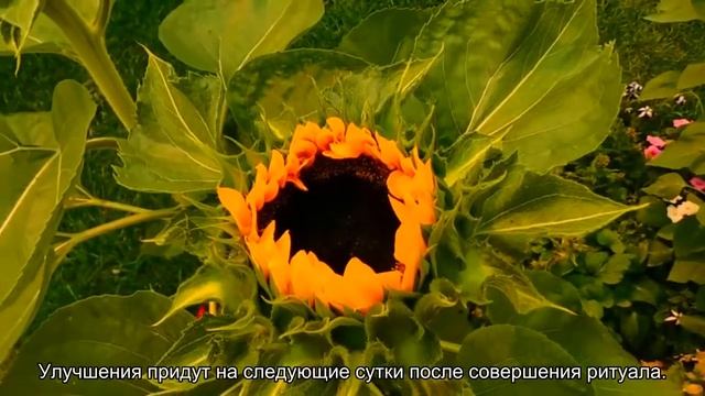 Заговоры от шипицы и чирия смотреть онлайн