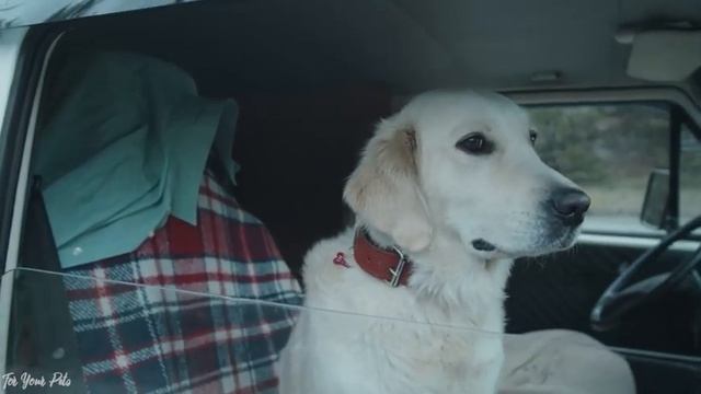 Soothing Music for Dogs to Calm Down, Relax & Sleep | Dog Music Therapy Calming Aid for Relaxation смотреть онлайн