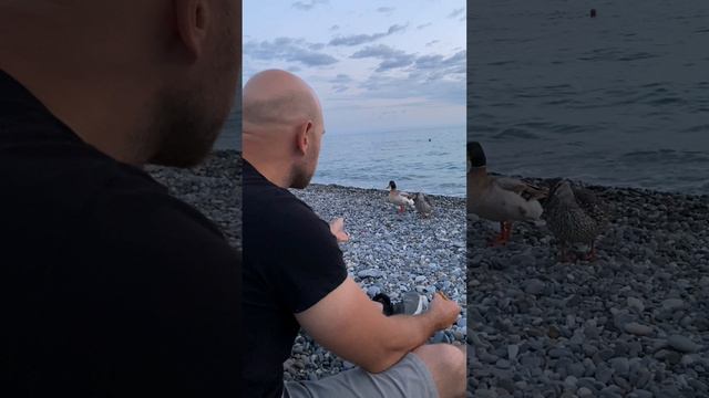 Утки зашли на чаек) смотреть онлайн