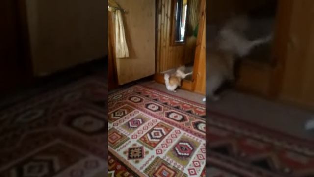 Отзывы чихуахуа1 смотреть онлайн