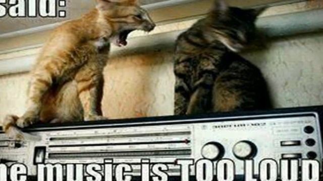 Top 10 Things Cats Hate The Most - Cats vs Cucumbers