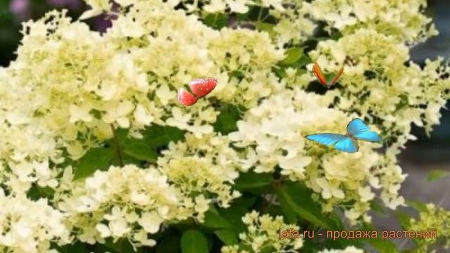 Гортензия метельчатая Бомбшелл (bombshell) ? обзор: как сажать, саженцы гортензии Бомбшелл смотреть онлайн