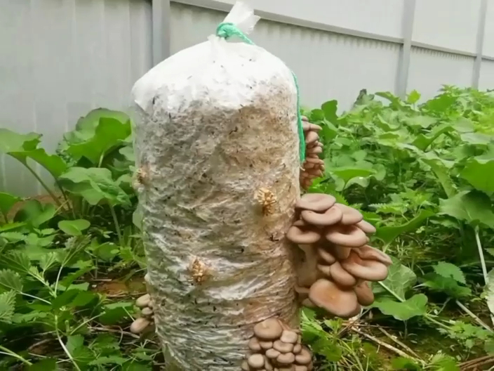 Выращивание вешенки в домашних условиях