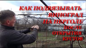 Как подвязывать виноград на шатровой шпалере после открытия виноградника