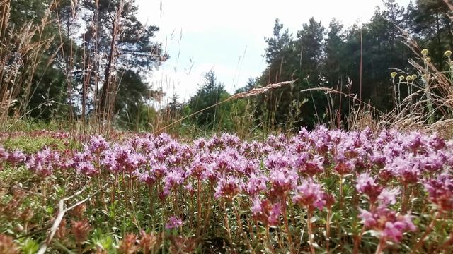 Quick 10 mins meditation Thymus serpyllum смотреть онлайн