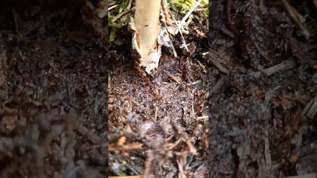 Поплавок жёлто-коричневый .Amanita fulva. смотреть онлайн