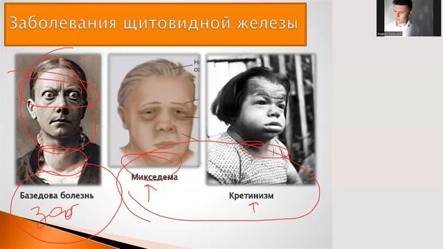 Гормоны гипофиза, щитовидной и паращитовидной желез, отделы головного мозга, функции их смотреть онлайн
