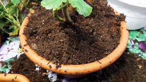 ГЕРАНЬ ПОГИБАЕТ СПАСАЕМ РАСТЕНИЕ ЧЕМ ПОМОЧЬ ПЕЛАРГОНИИ.