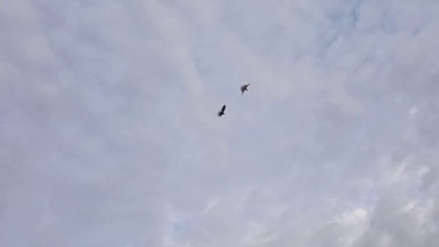 В гостях у Володи Ковалева с.Красноармейское, Самарская обл. Олег Костяков. смотреть онлайн