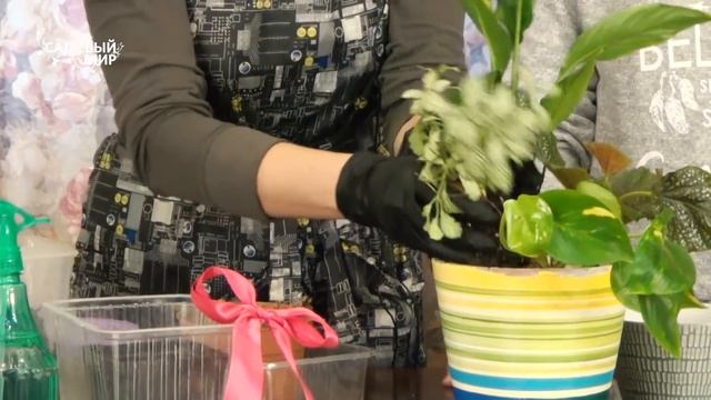 Очень красивая композиция из комнатных цветов на РАЗ-ДВА-ТРИ! СМОТРИ и ДЕЛАЙ! смотреть онлайн