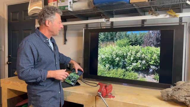 Rejuvenation Pruning | Renew Your Shrubs смотреть онлайн