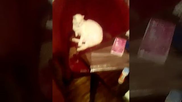 Мне купили новый гироскутер