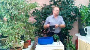 Для чего посадим 3 фикуса в одном горшке?