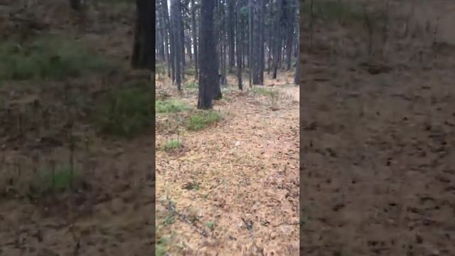 Прогулка в лесу с ротвейлером смотреть онлайн