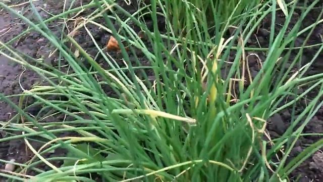 Зимостойкие луки в моём саду. Лук Батун и Шнитт лук. смотреть онлайн