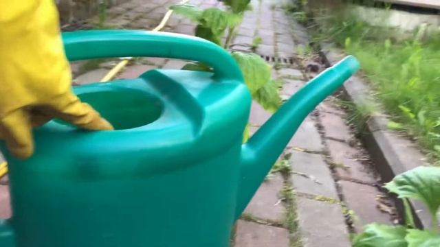 Жёлтые пятна на листьях астр - как лечим смотреть онлайн