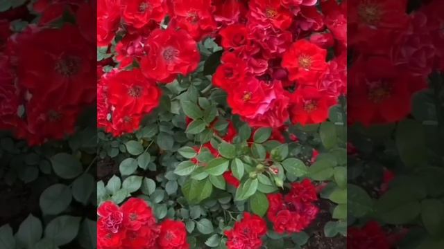 Роза Паприка,шраб,Rosa Paprika.Тантау 2011год.?#rosatantau #krasniyerozi смотреть онлайн