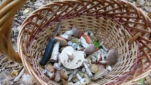 ПОДОСИНОВИКИ!!! Много подосиновиков! #лесные_грибы_на_Кубани #тихая_охота_краснодарский_край смотреть онлайн