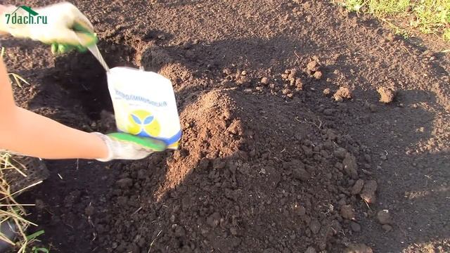 Дерен белый: особенности, посадка и уход - 7 дач смотреть онлайн