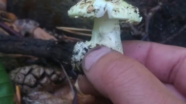 Muchomor cytrynowy (Amanita citrina) Jaworzno 26.08.2017 смотреть онлайн