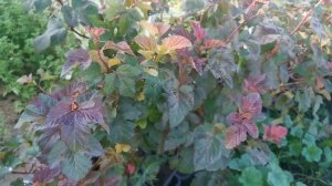 Пузыреплодник Эмбер Джубили. ЛПХ "Хочу свой сад"