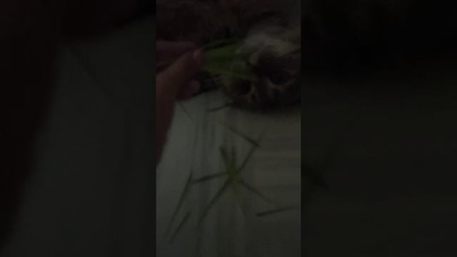 Как кормить кошку травой? ( пожалуйста, поставьте лайк ♥️? ) смотреть онлайн