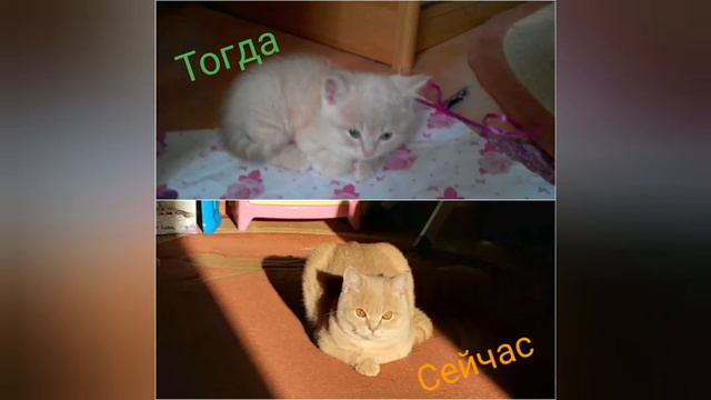 Лёвины фоточки:тогда2019Vsсейчас2020👍/Лев живет у нас целый год!🐈🎉🐾 смотреть онлайн
