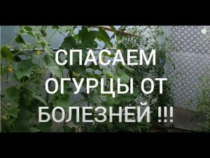 Спасаем огурцы от  болезней !!!