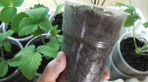 КЛУБНИКА   ФРИГО ПОСАЖЕННАЯ В СТАКАНЧИКИ , ПОЧЕМУ  ВЯНЕТ И СОХНЕТ,  ОТВЕЧАЮ НА ВОПРОСЫ  ПОДПИСЧИКОВ