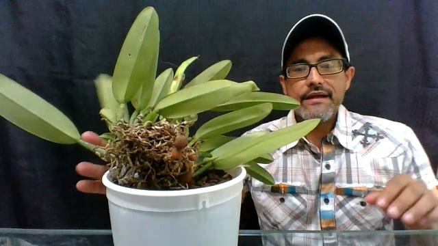 Why is my orchid not growing any roots? Cattleya maxima смотреть онлайн