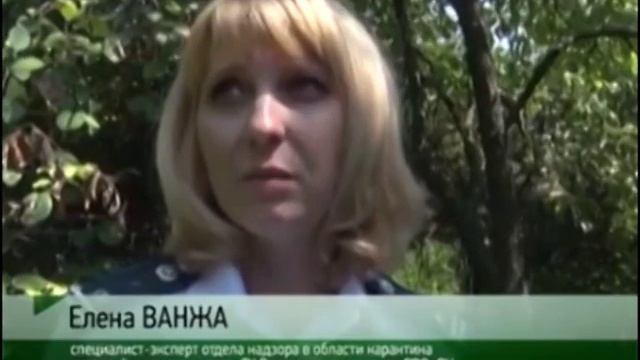 УСТАНОВКА ФЕРОМОННЫХ ЛОВУШЕК НА ПЛОДОВУЮ МУХУ смотреть онлайн