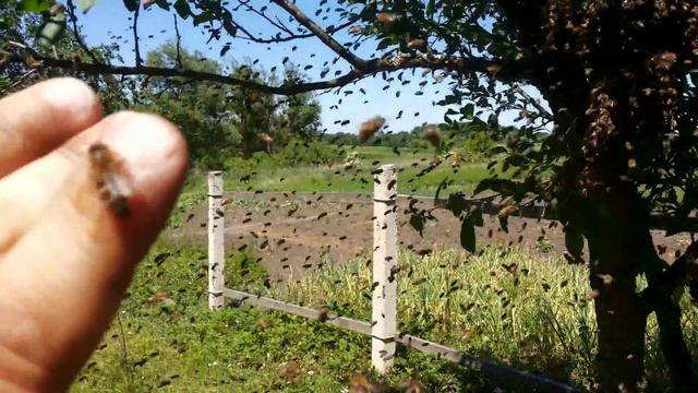 Как садится рой пчел