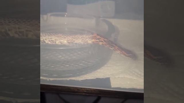 маисовый полоз. Линька у маисового полоза смотреть онлайн