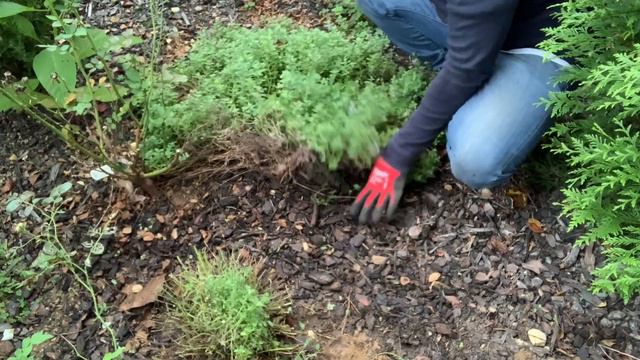 Fall Garden Series Cutting Back Perennials: Catmint смотреть онлайн
