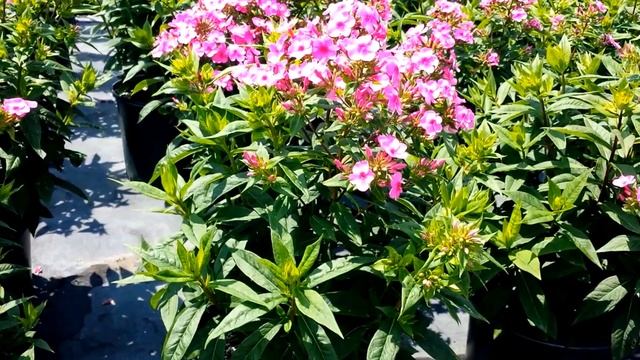 Best Perennials for Sun - Phlox Early Start Pink (Garden Phlox) смотреть онлайн