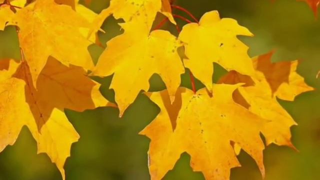 стихи Услышь меня - молю... смотреть онлайн