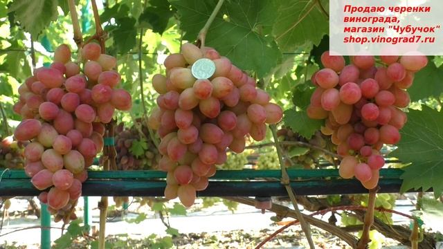 Дынька- виноград селекции Писанки О.М. - с мускатом и красивыми ягодами смотреть онлайн