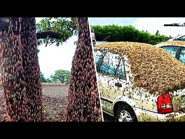 САМЫЕ НЕВЕРОЯТНЫЕ ЯВЛЕНИЯ ПРИРОДЫ смотреть онлайн