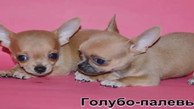 Окрасы чихуахуа | Эксклюзивные и часто встречающиеся смотреть онлайн