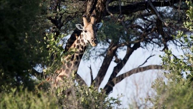 Дерево-жираф (на стихи Нины Орловой-Маркграф) смотреть онлайн