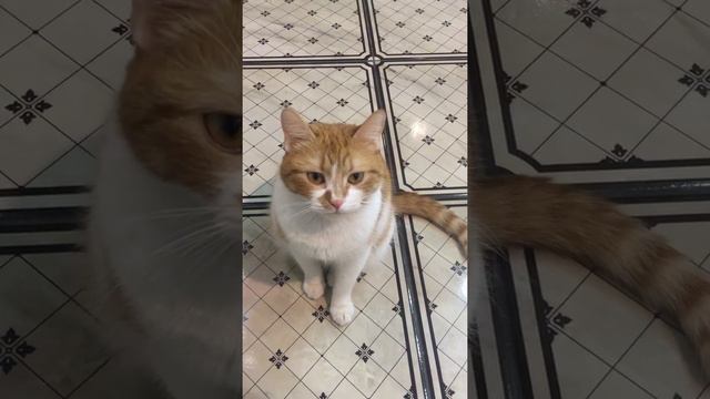 Кошка провинилась смотреть онлайн