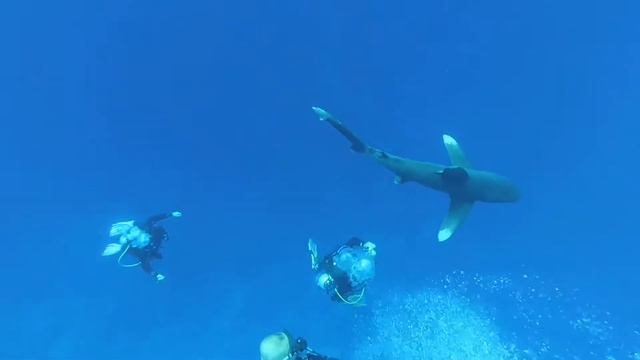 Нападение акулы на приставучего дайвера / sharks of the red sea смотреть онлайн