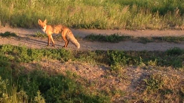 ЛИСА пришла! На запах мяса. смотреть онлайн