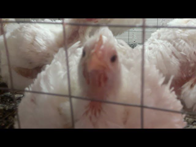 Утренняя трансляция из птичника Цыпленок севший на ноги похудел смотреть онлайн