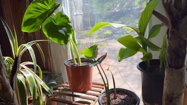 HOW TO GROW ELEPHANT EAR PLANTS | UPDATES | ALOCASIA | COLOCASIA | XANTHOSOMA смотреть онлайн