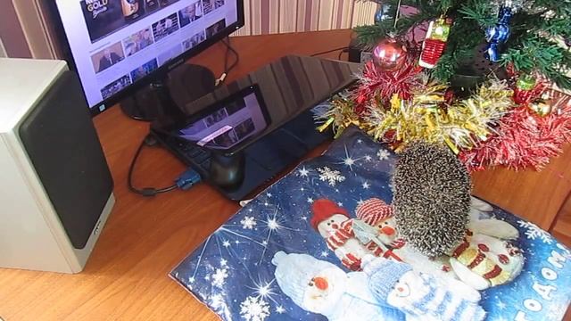 Домашний ёж.